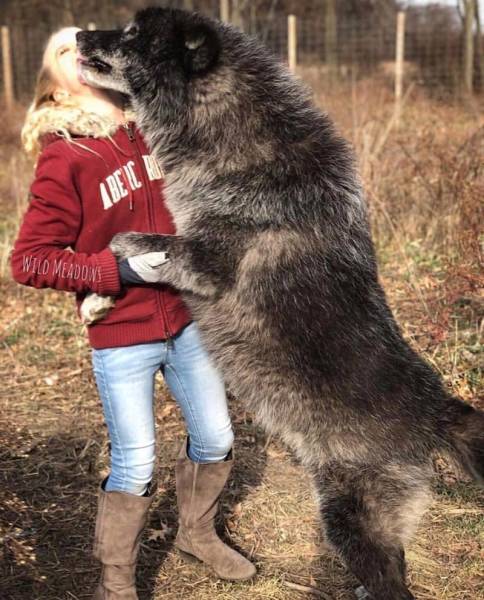 Wolf-Dog Hybrids (25 pics)