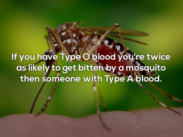 Interesting Facts (25 pics)