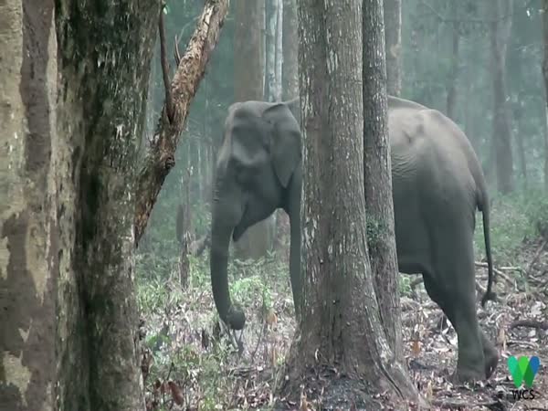 'Smoke-Breathing' Elephant Stumps Scientists