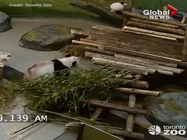Clumsy Pandas Falling Over