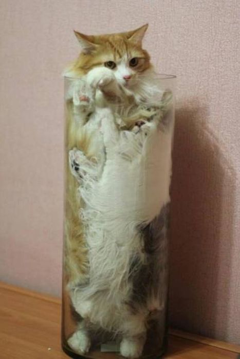 Cats Can Sit Anywhere (40 pics)