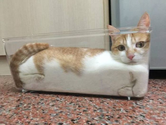 Cats Can Sit Anywhere (40 pics)