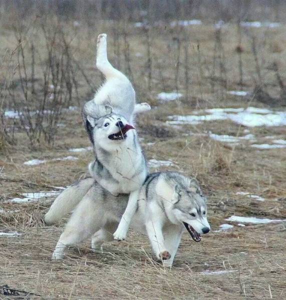Acid Picdump (91 pics)