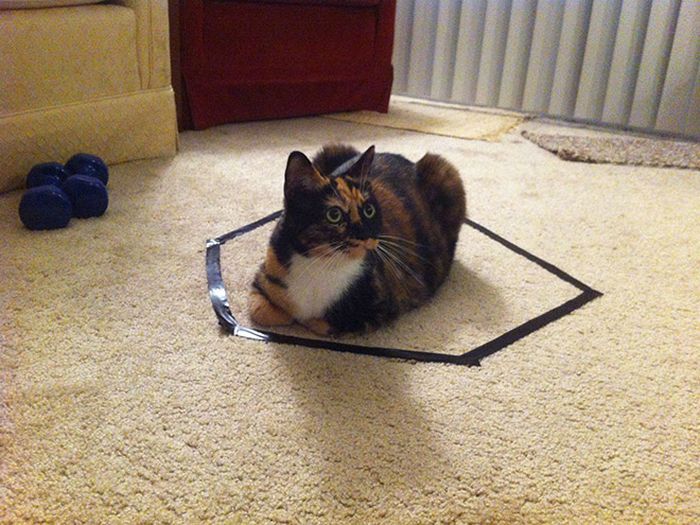 Cat Circles, The Phenomenon In Which a Cat Will Always Sit Inside a Circle (14 pics)