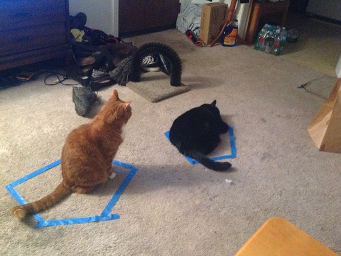 Cat Circles, The Phenomenon In Which a Cat Will Always Sit Inside a Circle (14 pics)