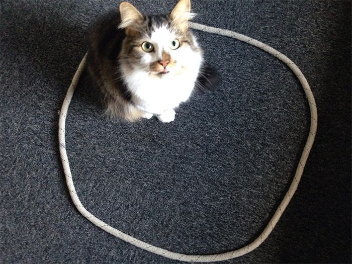 Cat Circles, The Phenomenon In Which a Cat Will Always Sit Inside a Circle (14 pics)