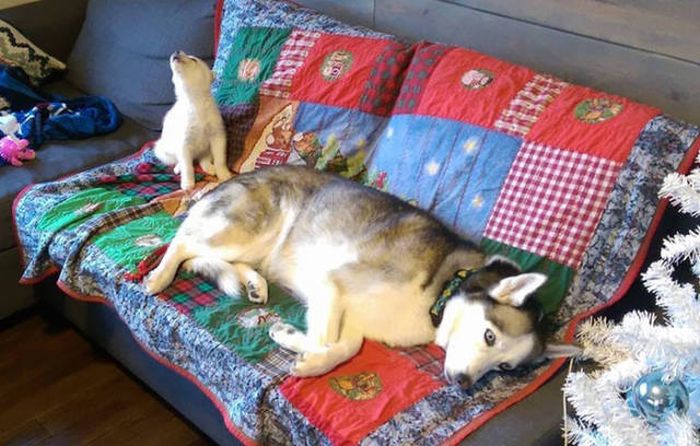 Funny Huskies (39 pics)