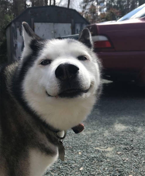 Funny Huskies (39 pics)