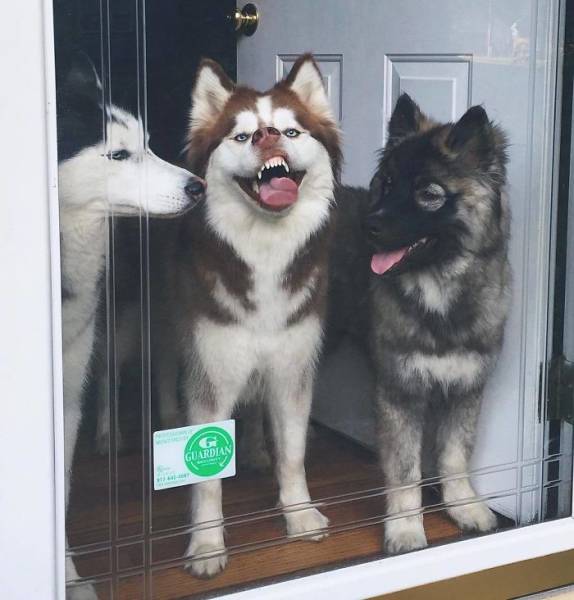 Funny Huskies (39 pics)
