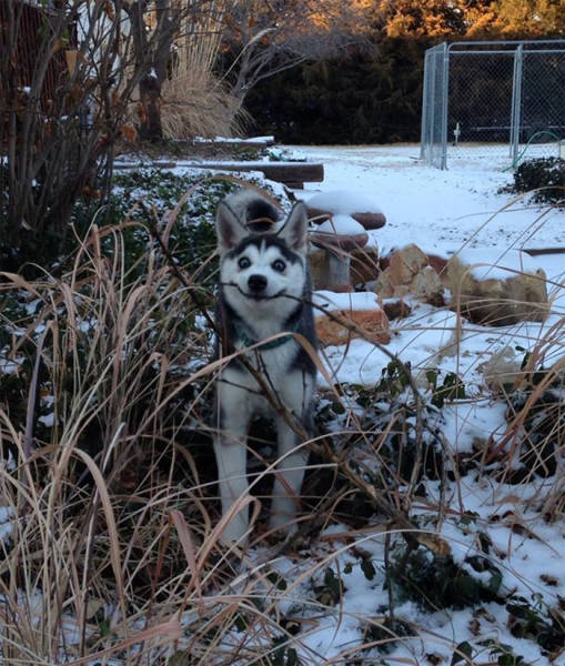 Funny Huskies (39 pics)