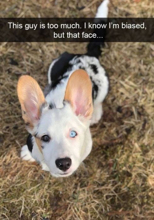 Funny Snapchat Dogs (40 pics)