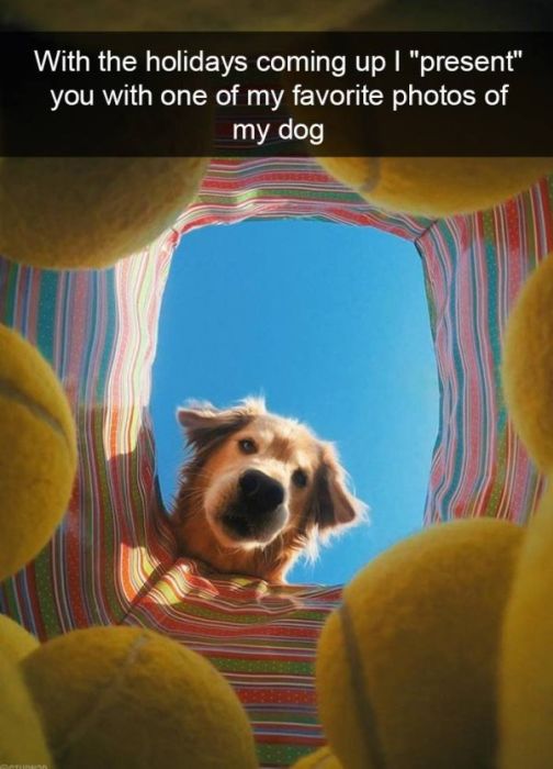 Funny Snapchat Dogs (40 pics)
