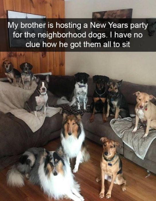 Funny Snapchat Dogs (40 pics)