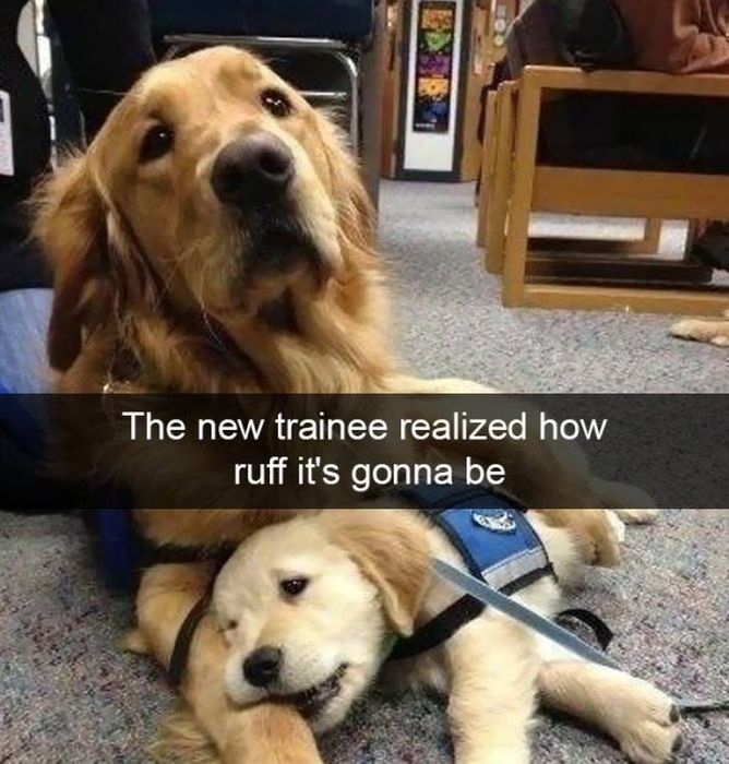 Funny Snapchat Dogs (40 pics)