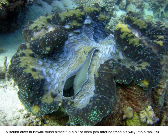Scuba Diver tries To Have Sex With Giant Clam And Gets Hospitalized (4 pics)