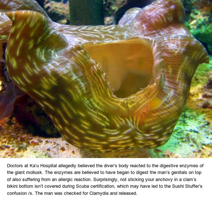 Scuba Diver tries To Have Sex With Giant Clam And Gets Hospitalized (4 pics)