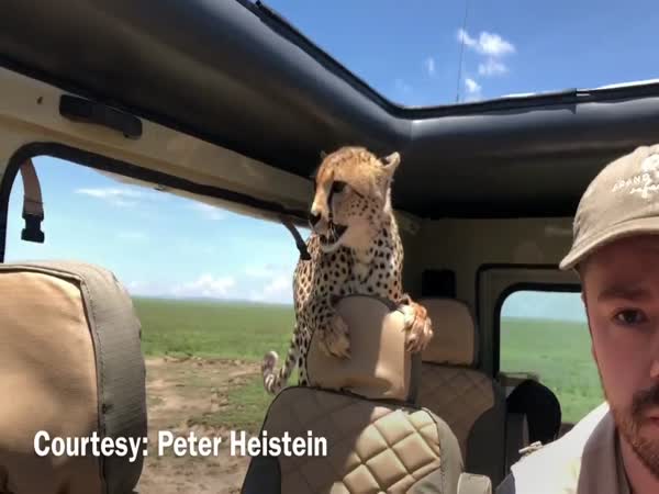 Watch Cheetah Hop in Car During Safari