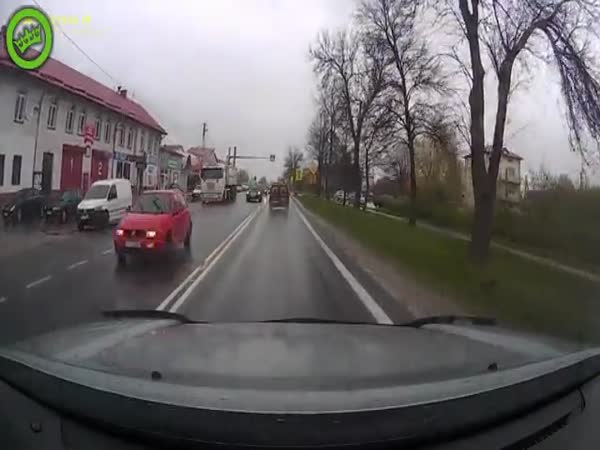 Dog Crosses The Street Like a Human Pedestrian