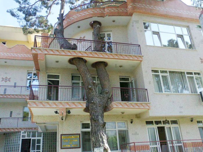 When Architects Didn't Want To Cut Down Trees (28 pics)