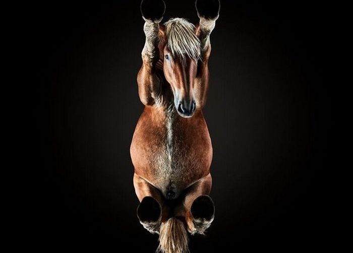 How To Make An Unusual Photo Of A Horse (14 pics)