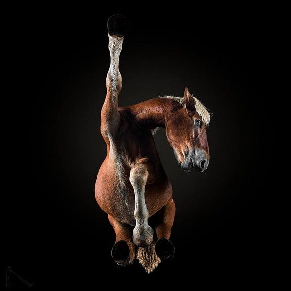 How To Make An Unusual Photo Of A Horse (14 pics)