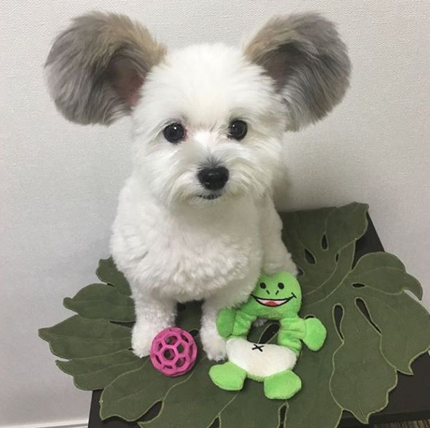Dog With Mouse Ears (9 pics)