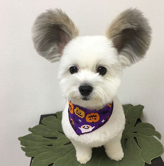 Dog With Mouse Ears (9 pics)