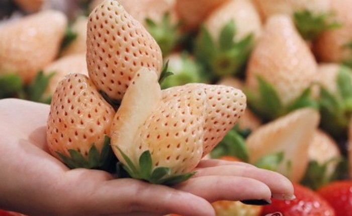 White Strawberry (5 pics)