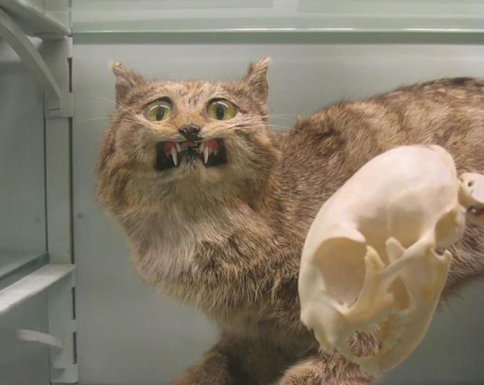 Gruesome Taxidermy (19 pics)