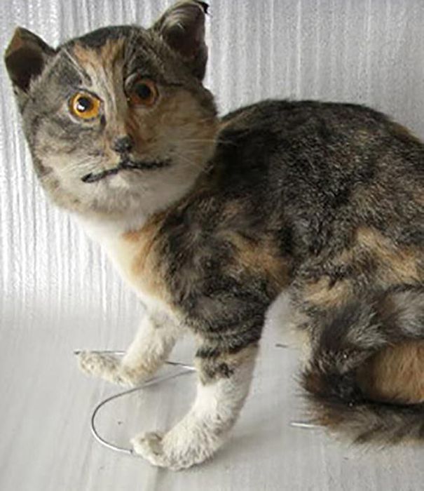 Gruesome Taxidermy (19 pics)