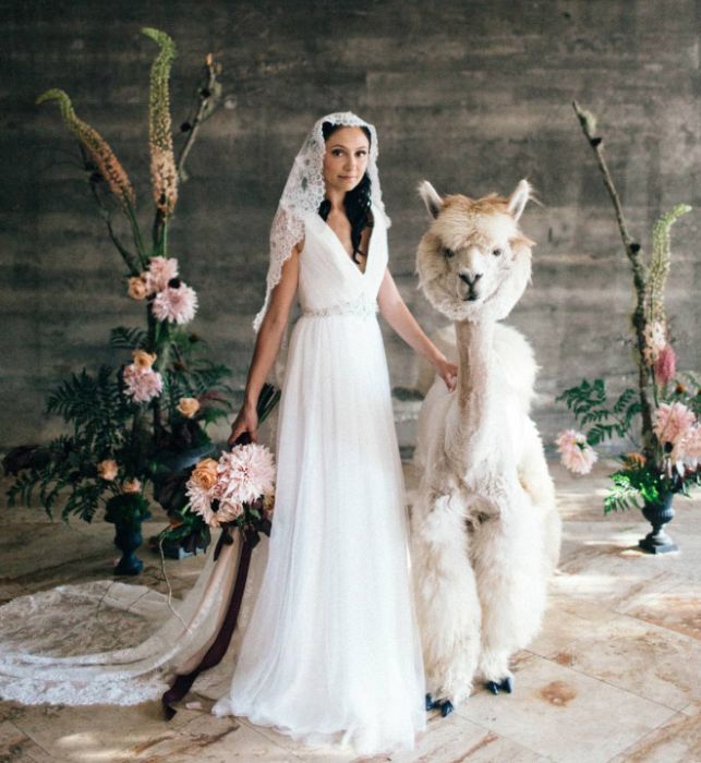 You Can Rent Llamas For Your Wedding (19 pics)