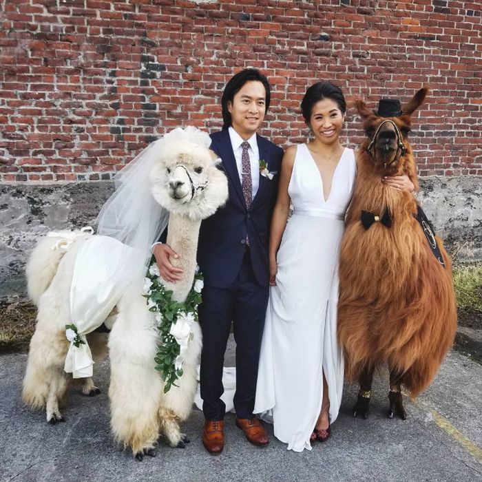 You Can Rent Llamas For Your Wedding (19 pics)