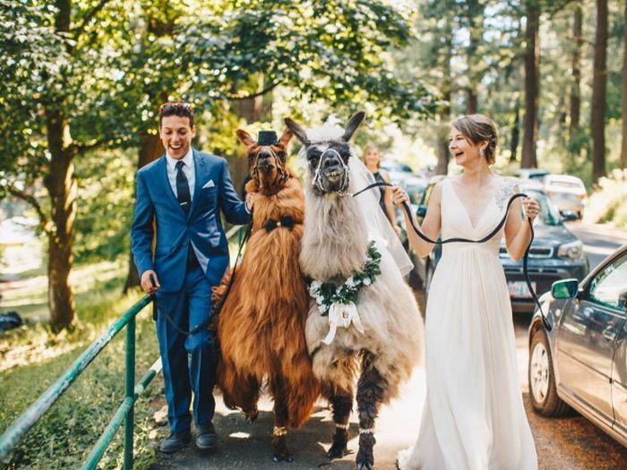 You Can Rent Llamas For Your Wedding (19 pics)