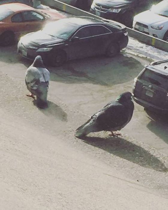 Accidental Optical Illusions (43 pics)