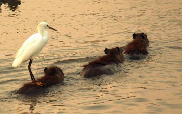 When A Picture Says More Than Just A Thousand Words (51 pics)