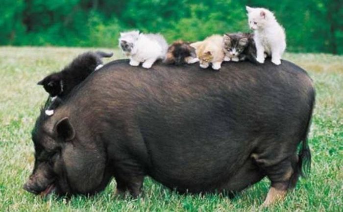 When A Picture Says More Than Just A Thousand Words (51 pics)