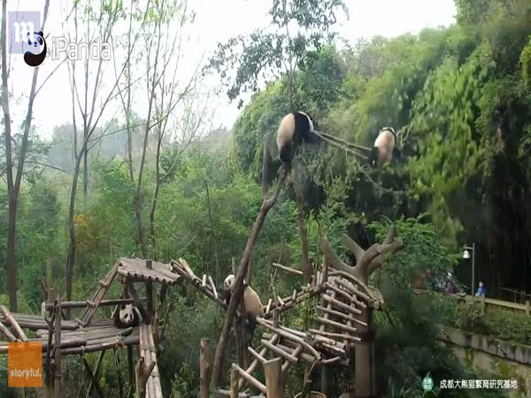 Chengdu Panda Falls Out Of Tree In Sichuan, China