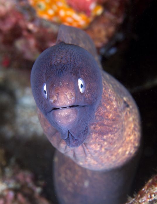 Cute Eels (16 pics)
