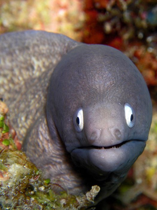 Cute Eels (16 pics)