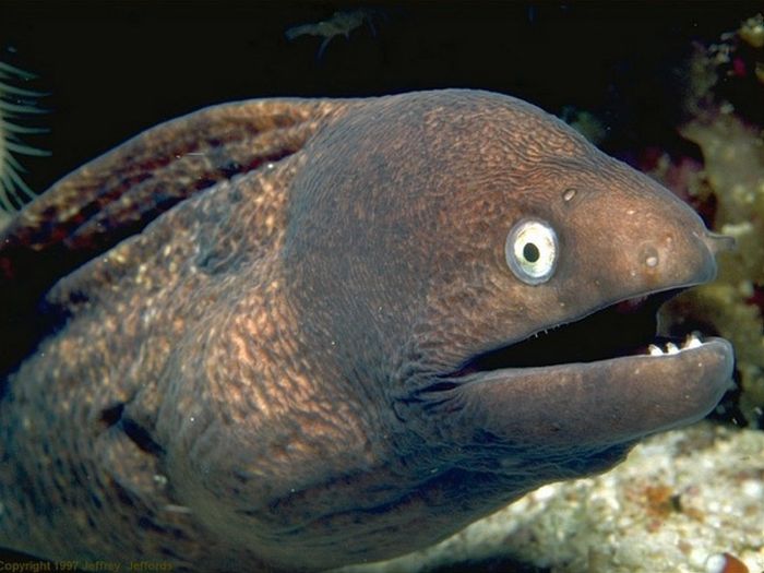 Cute Eels (16 pics)