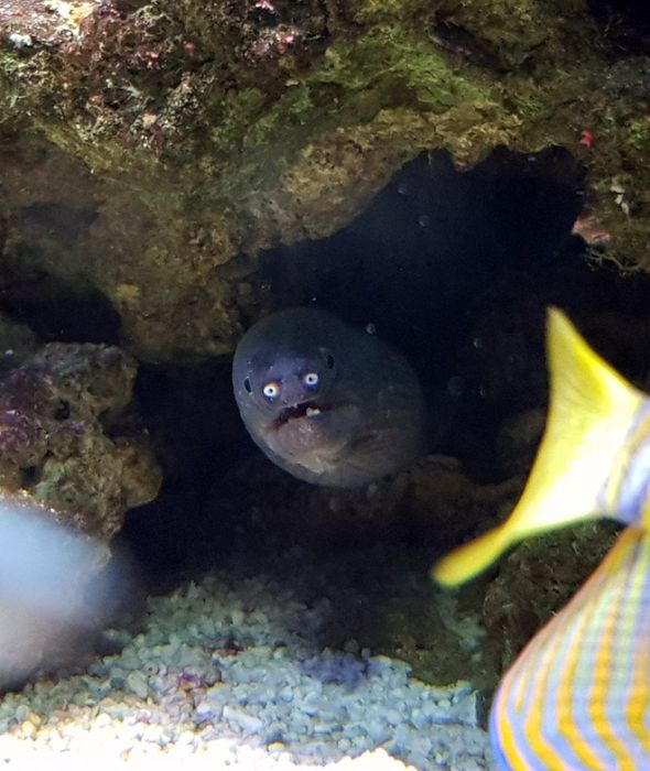 Cute Eels (16 pics)