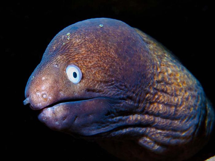 Cute Eels (16 pics)