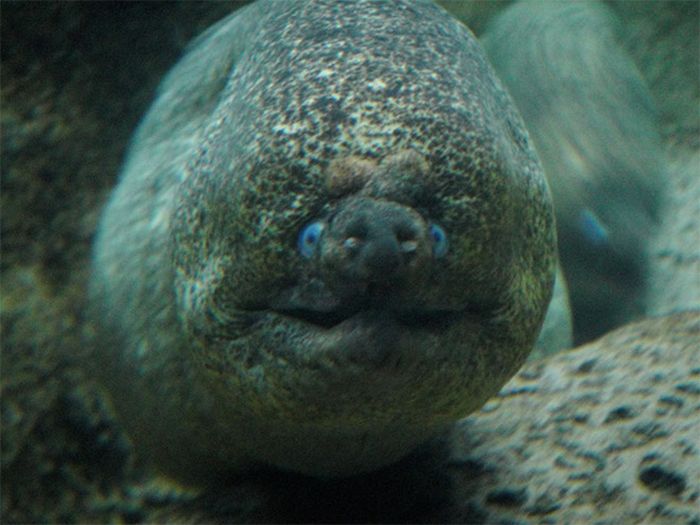 Cute Eels (16 pics)