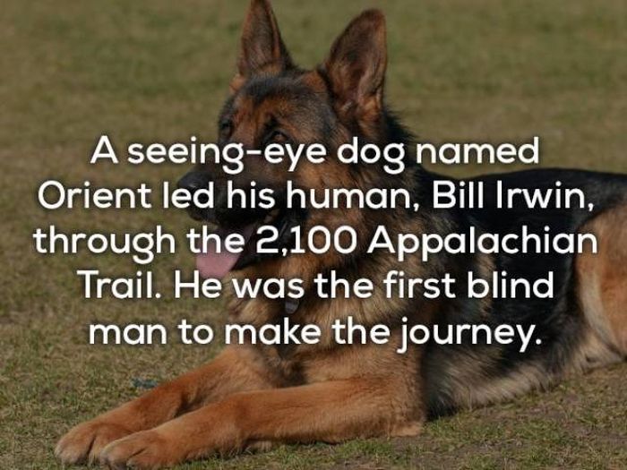 Facts About Dogs (24 pics)