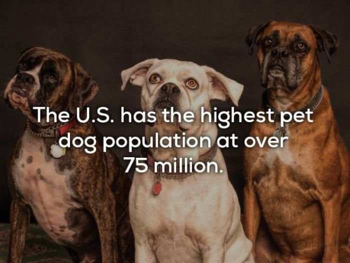 Facts About Dogs (24 pics)