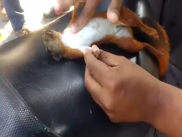 Giving CPR To Squirrel