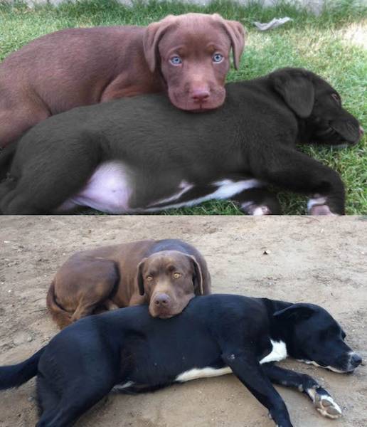 Adorable Dogs Then And Now (28 pics)