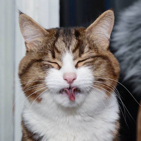 This Cat Got Funny Facial Expressions (25 pics)