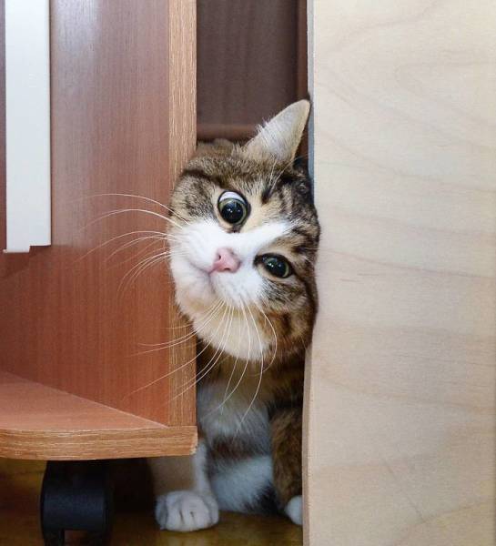 This Cat Got Funny Facial Expressions (25 pics)