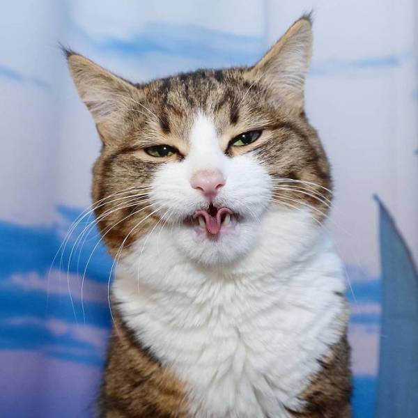 This Cat Got Funny Facial Expressions (25 pics)